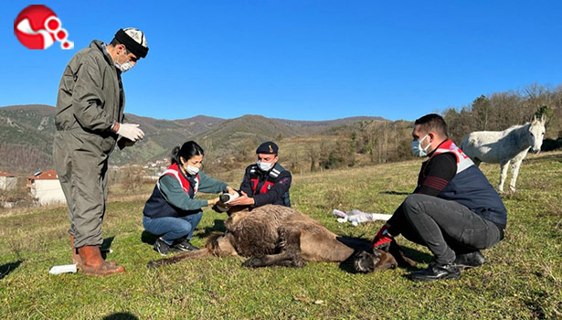 Güçten düşen hayvanların tedavileri yapıldı