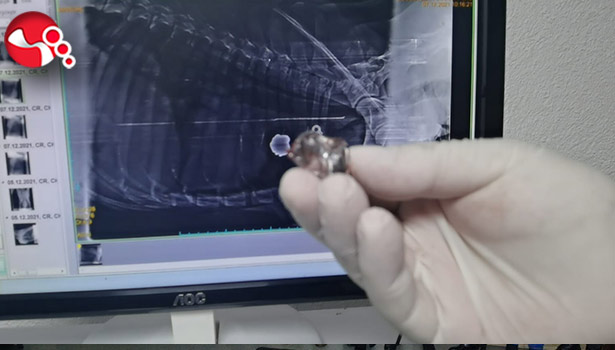 Avcıların silahından çıkan kurşun av köpeğine isabet etti