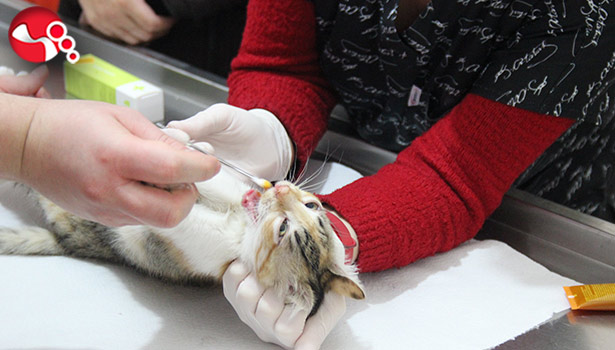 Bu da kedilerin korona virüsü...