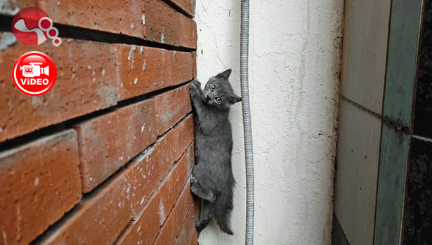 Kedi kurtarma operasyonu...