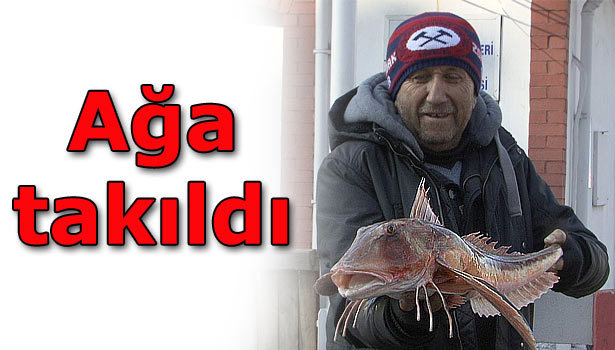 BEŞ KİLOLUK KIRLANGIÇ BALIĞI AĞLARA TAKILDI