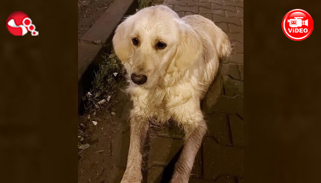 Şila her yerde aranıyor...