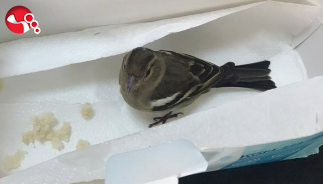 Polis Memuru yaralı kuşa yardım etti