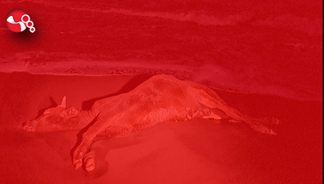 Sahilde ölü inek tedirgin etti