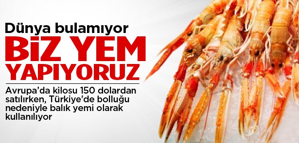 DÜNYA BULAMIYOR, BİZ YEM YAPIYORUZ