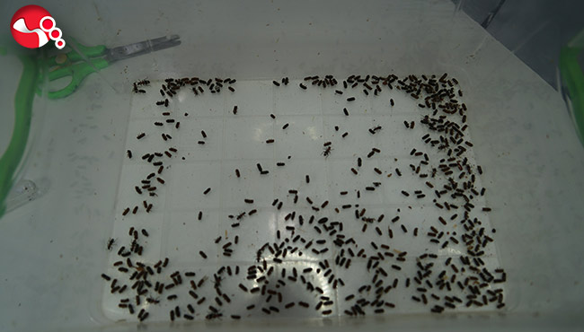 Kestane ağaçlarını yok ediyor…