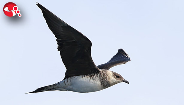“Korsan Martı” Zonguldak semalarında