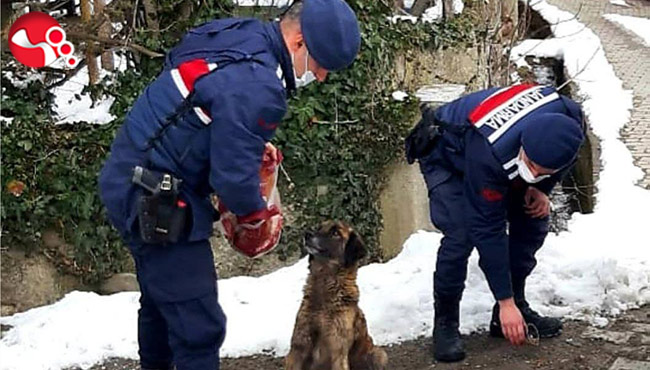 Sokak Hayvanlarını unutmadılar!..