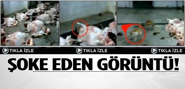 BELEDİYE MEZBAHASINDAKİ ETLERİ KEDİLER YİYOR