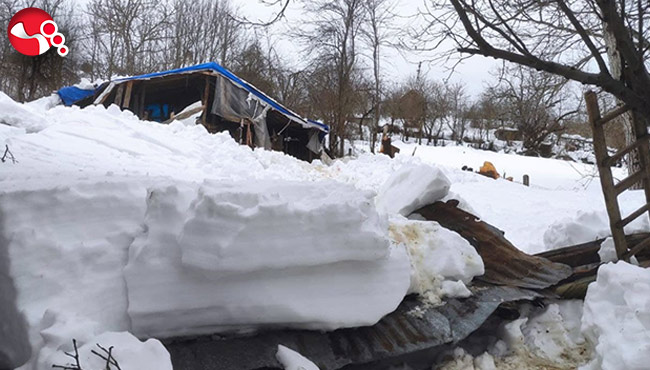 Ağıl çöktü, hayvanlar telef oldu