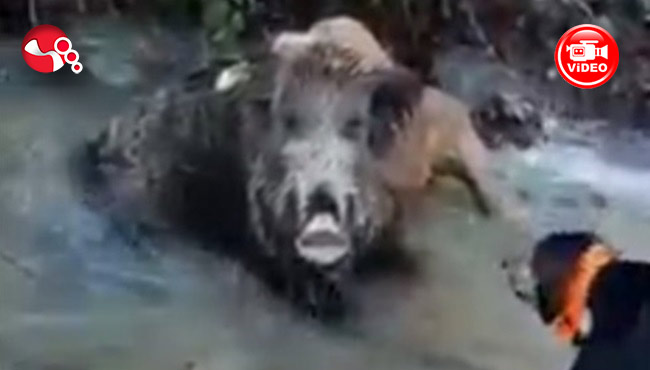 Domuzla köpekler bakın nasıl kapıştılar?