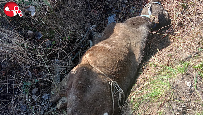 Çamura saplandı…