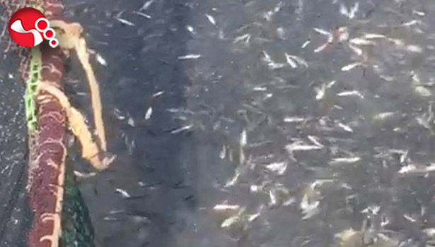 Denizden istavrit fışkırdı