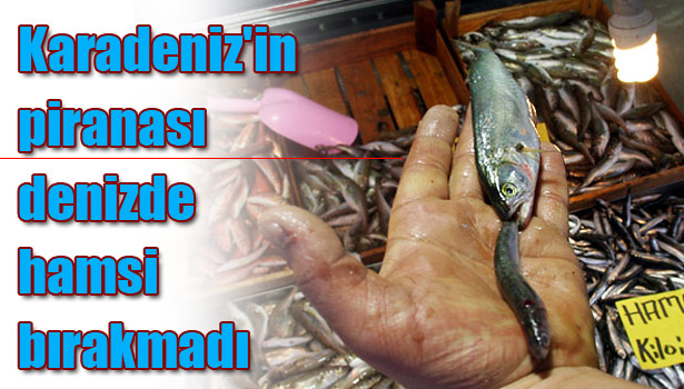 BU SENE HAMSİ 'YEM' OLDU...