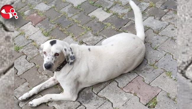 Beslediği köpeğini aldığı iddia edilen belediye personeli ile tartıştı