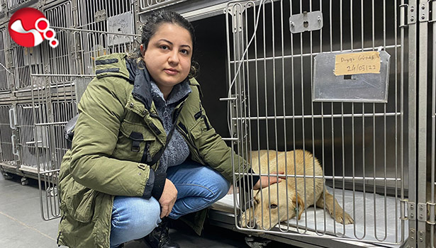 Köpeğine çarpmıştı: Şikayetçi oldu...