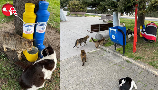 Sokak Hayvanları için...