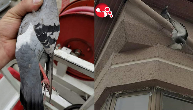 Güvercin ve Martı kurtarıldı