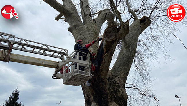Anıt ağaçların bakımı...