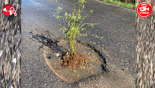 Çukurlara ilginç TEPKİ...