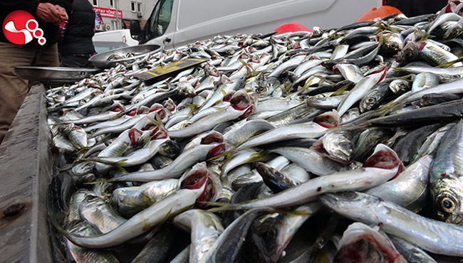 İstavrit bollaştı fiyatı yarı yarıya düştü