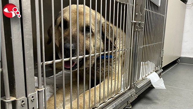 Sağlık durumu iyi....