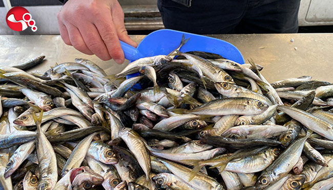 Teselliyi istavritte buldular