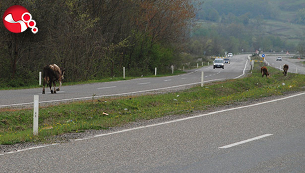 Tehlike saçıyorlar!..