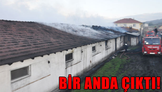DÜZCE'DE 19 BİN CİVCİV YANARAK TELEF OLDU