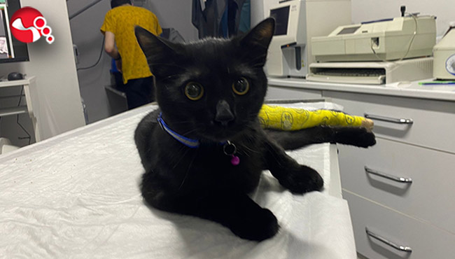 1,5 yaşındaki kedi ölümden döndü