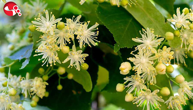 Sarı kantaron yağının 9 faydasını biliyor musunuz?