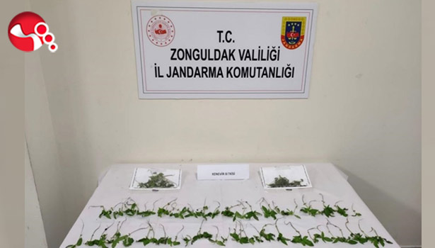 Kenevir Baskını: Çok sayıda gözaltı!!!