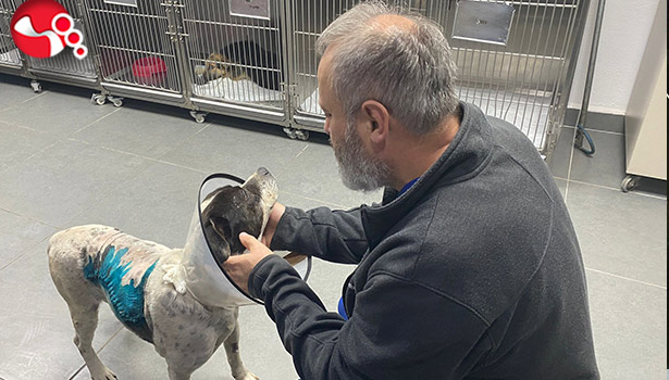 Sokak köpeğinden yumruk büyüklüğünde tümör alındı