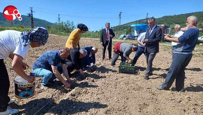Yerli tohumlar toprakla buluştu