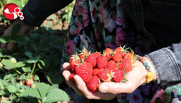 Meşhur Çileğin hasadı başladı
