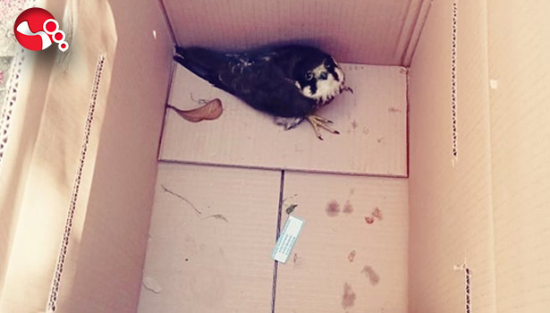 Kargaların saldırısından kurtarıldı!..