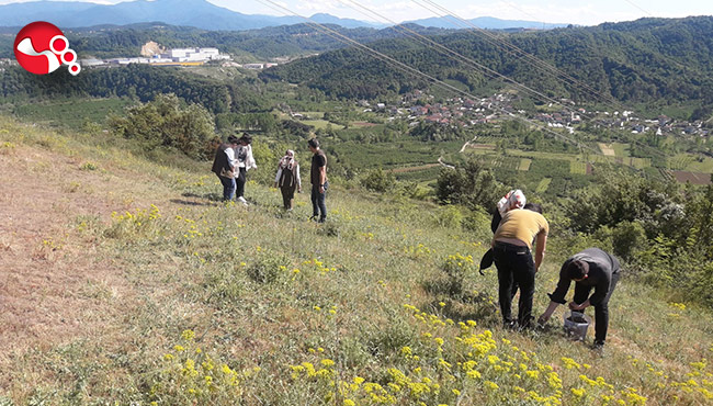 Nesli tehlikede : Toplayıcılarına ceza!..