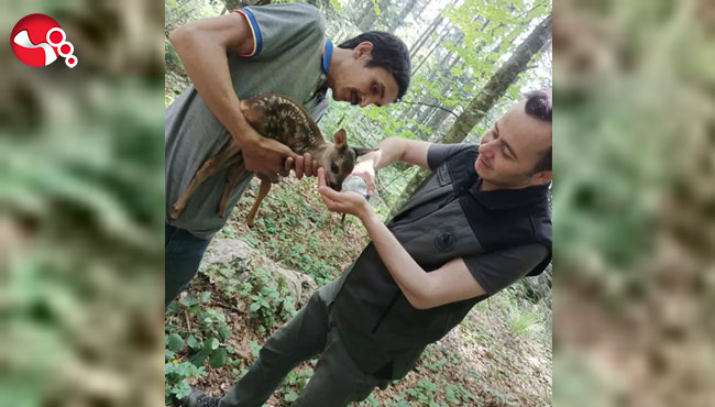 Ormanda yaralı karaca bulundu