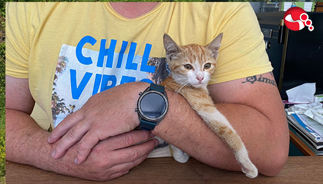 Otomobil çarpmıştı, kedi yaşam savaşı veriyor