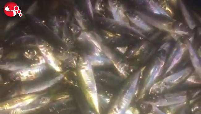 Balıkçılar büyük şaşkınlık yaşadı