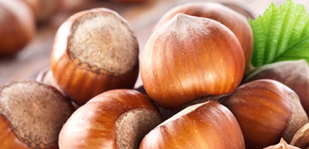 BAKANLIKTAN FINDIK ÜRETİCİSİNE DESTEK MÜJDESİ!