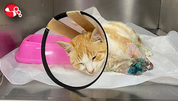 Patileri ezilen kedi yaşam savaşı veriyor!..