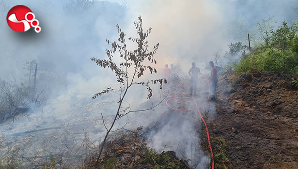 Ormanlık alanda yangın paniği