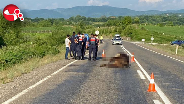 Otomobilin çarptığı inek telef oldu!..