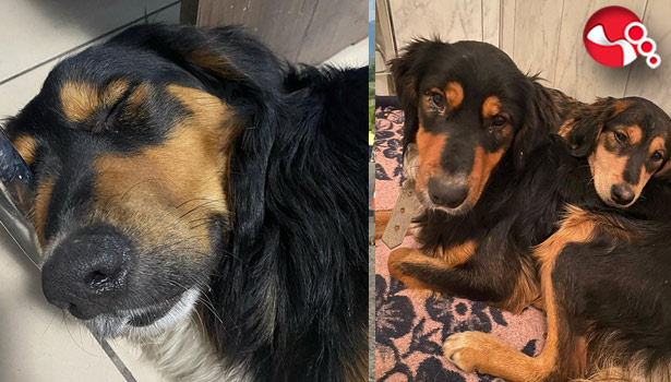 Bu mahalledeki köpeklere ne oluyor?