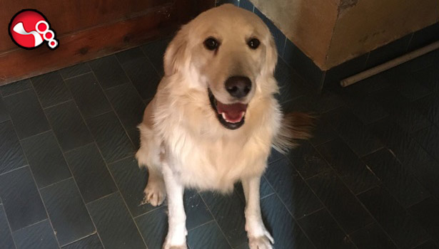 Viktor'ı gören veya duyanlar bizi arasın...