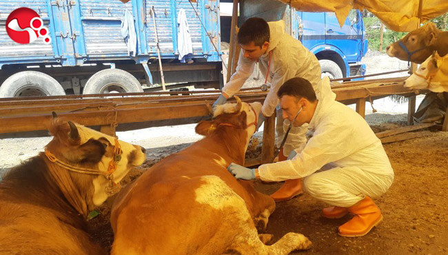 Kurban Pazarı kuruldu, Belediye denetliyor...