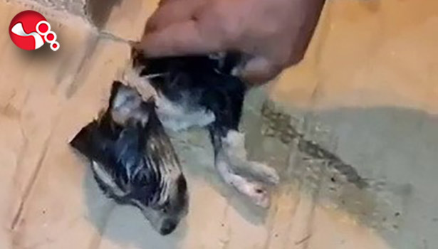 Yavru köpekler için seferber oldular