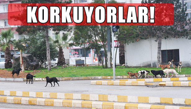 BAŞIBOŞ KÖPEKLER VATANDAŞLARI KORKUTUYOR