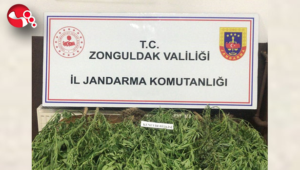 13 kök kenevir ele geçirildi!..